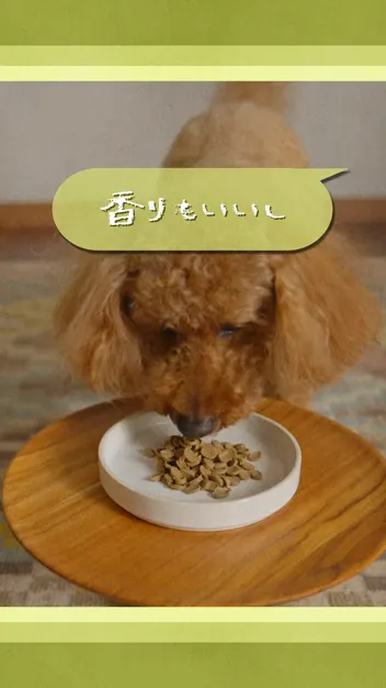 アーロンさん制作 ミシュワン「シニアマダム犬の会」